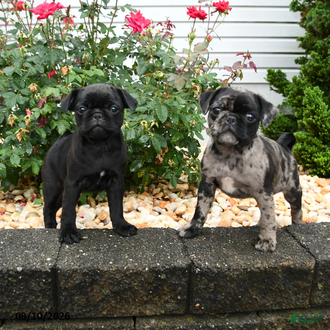 Pug dogs for sale: Mocha - Ad 3