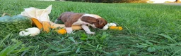 Boxer dogs for sale: Princess AKC - Ad 5
