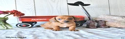 Miniature Dachshund dogs for sale: Timmy - Ad 1