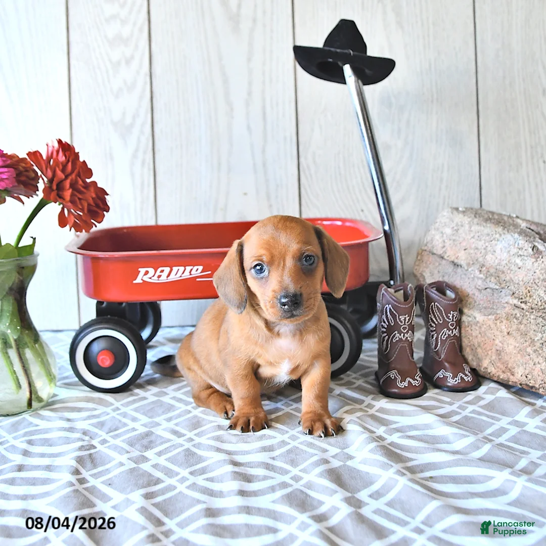 Miniature Dachshund dogs for sale: Timmy - Ad 1