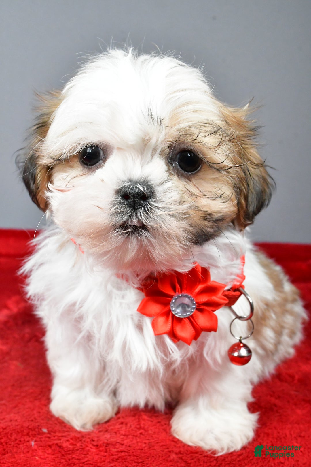 Shih Tzu dogs for sale: Chevel - Ad 7