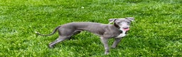 Italian Greyhound dogs for sale: Manny - Ad 2