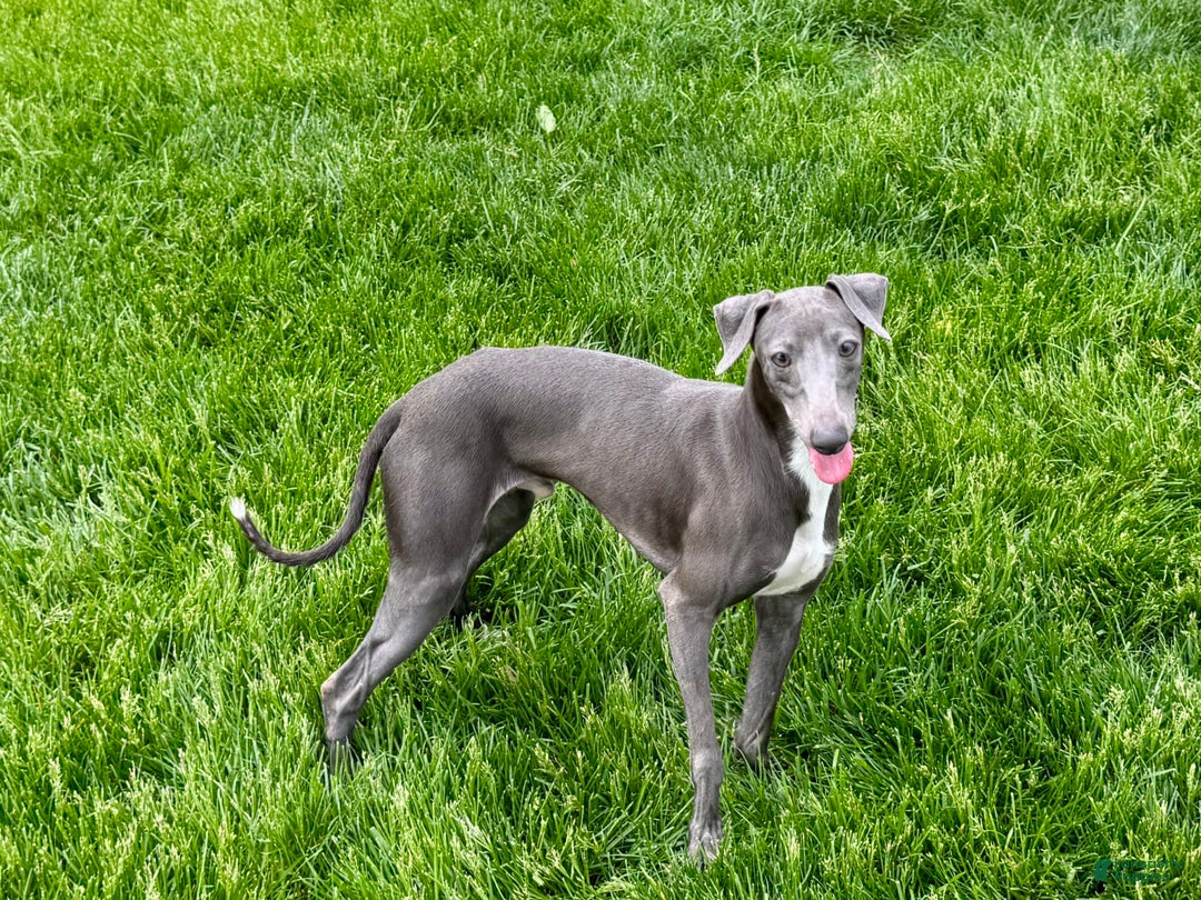 Italian Greyhound dogs for sale: Manny - Ad 2