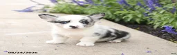 Welsh Corgi Pembroke dogs for sale: Little Dipper - Ad 4