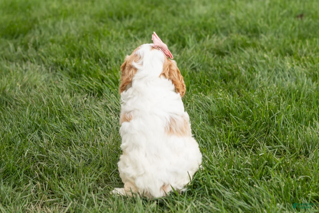 Cockapoo dogs for sale: Jenny  - Ad 5