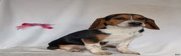 Beagle dogs for sale: Ross - Ad 20