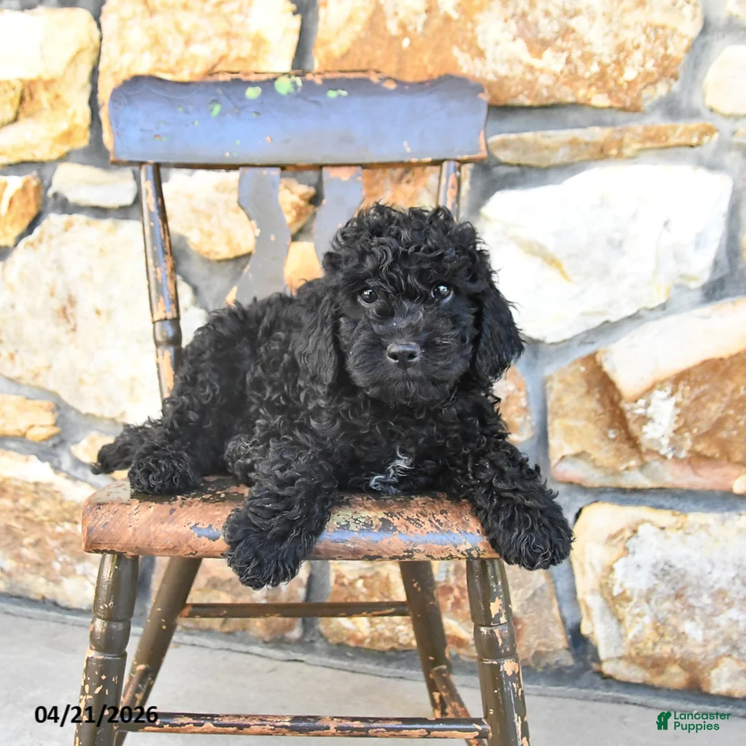 Cockapoo dogs for sale: Truffle  - Ad 2