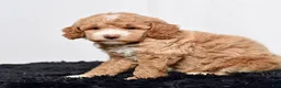 Mini Goldendoodle dogs for sale: Ms. Annabelle - Ad 6