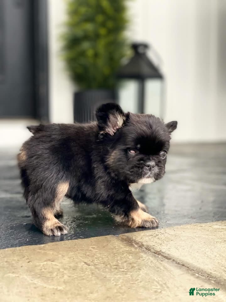French Bulldog dogs Forrest - Ad 29