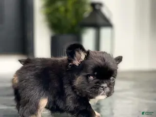 French Bulldog dogs Forrest - Ad 29