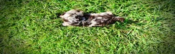Havapoo dogs for sale: Heavenly - Ad 9