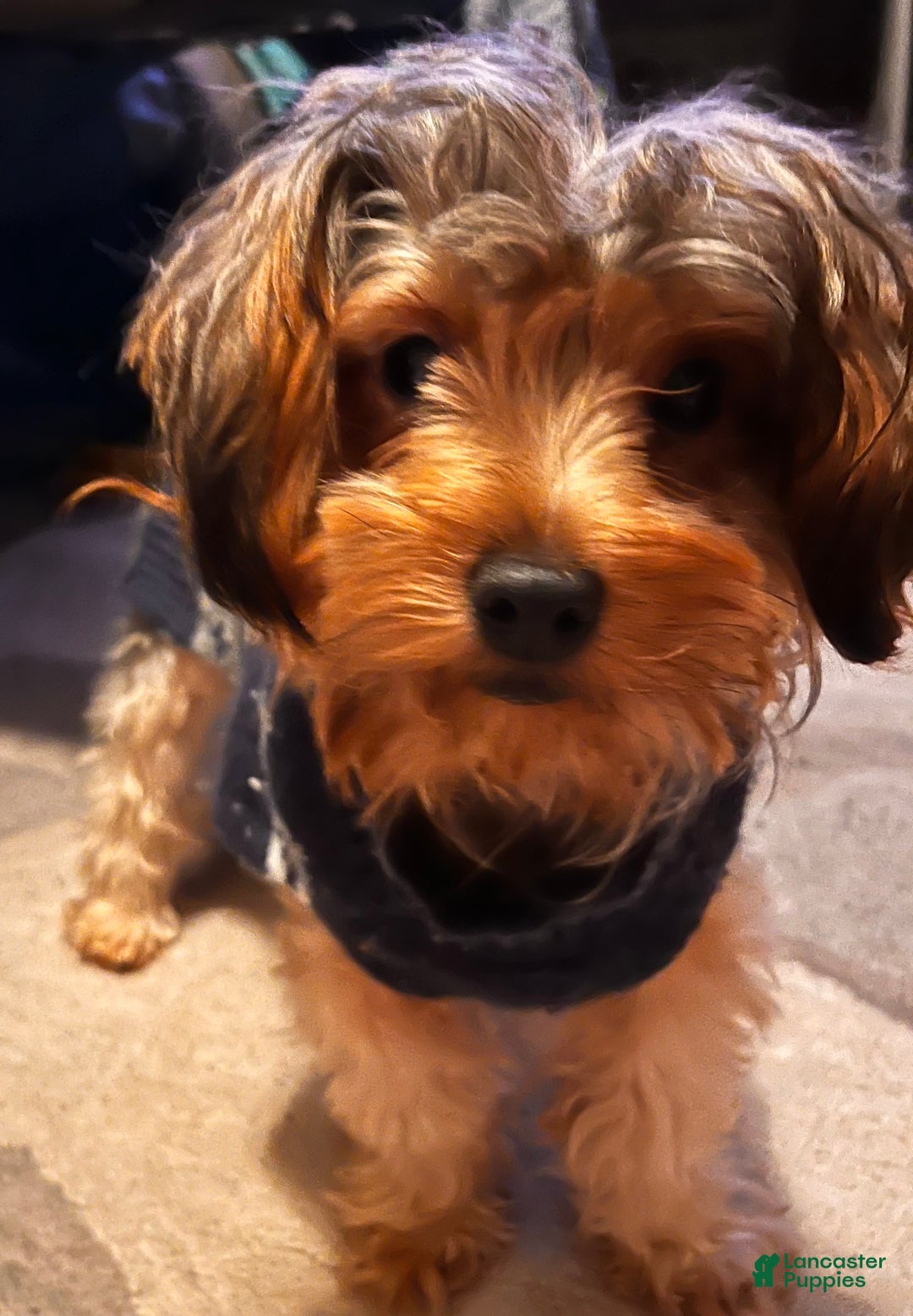 Yorkshire Terrier dogs for sale: Kyro - Ad 3