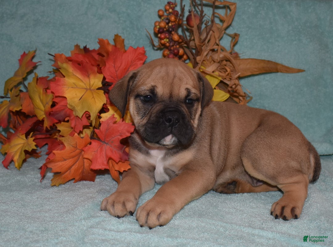 Rocco for sale in Ulster Lancaster Puppies
