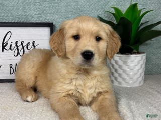 Golden Retriever dogs Gemma - Ad 31