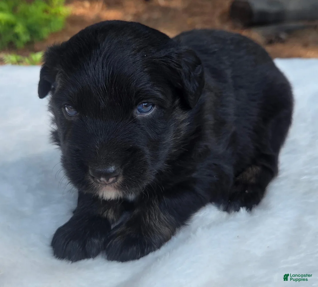 Australian Shepherd dogs for sale: Tad - Ad 2