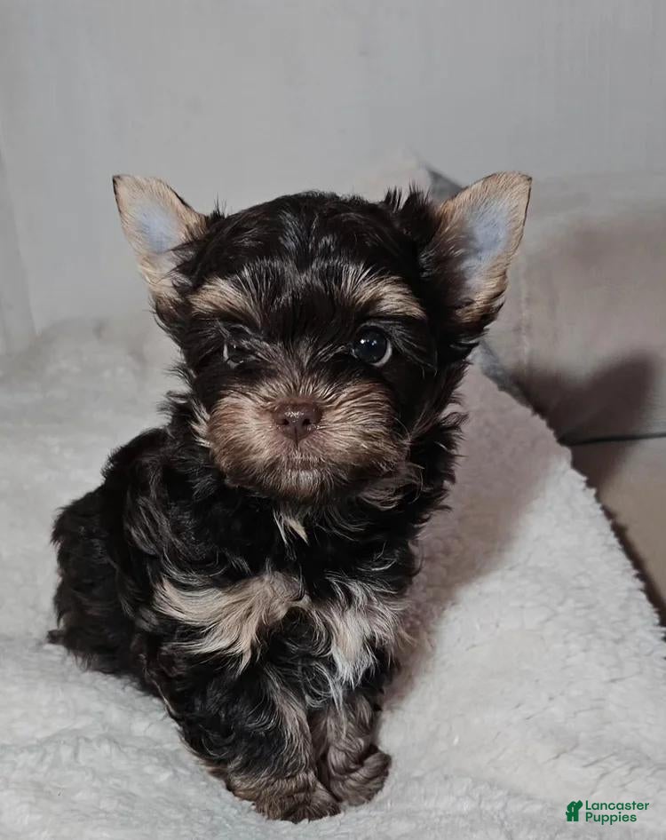 Yorkshire Terrier dogs Pretzel - Ad 32