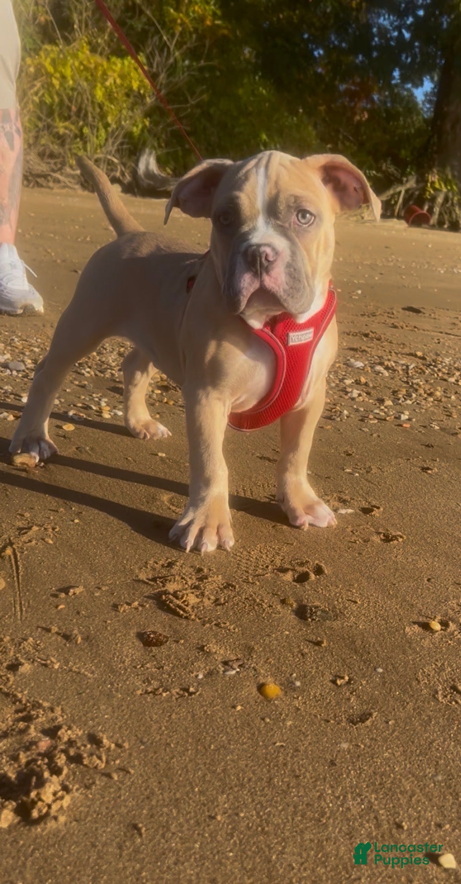 American Bully dogs for sale: Pocket American Bully Male - Ad 35