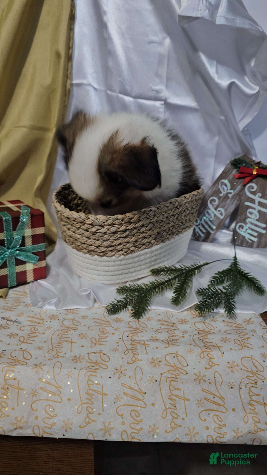 Shetland Sheepdog dogs for sale: Jingle - Ad 9