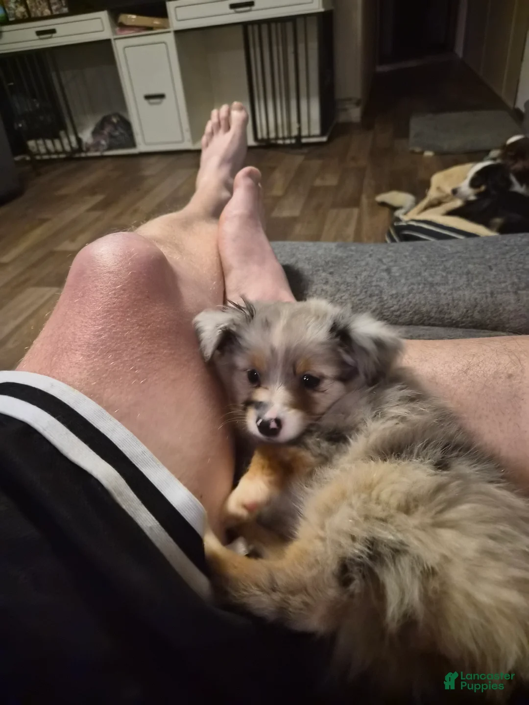 Toy Australian Shepherd dogs for sale: Grey merle  - Ad 1