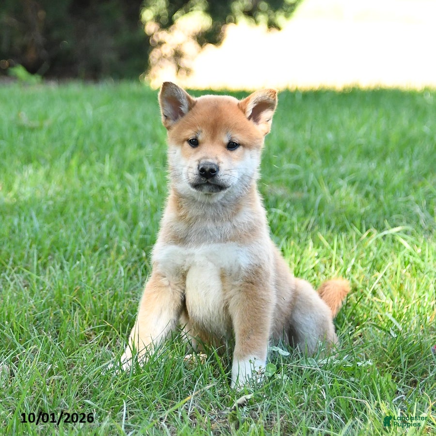 Shiba Inu dogs Gideon - Ad 1
