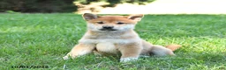 Shiba Inu dogs for sale: Gideon - Ad 1