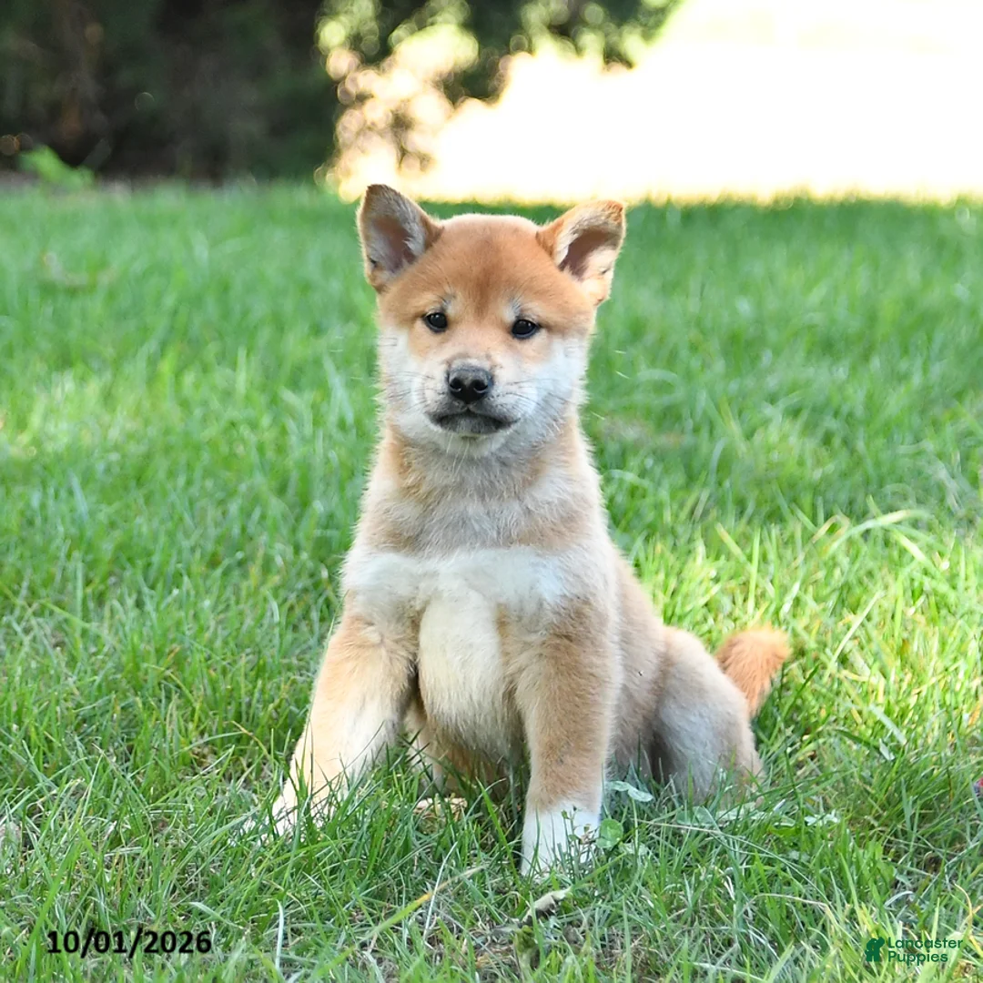 Shiba Inu dogs for sale: Gideon - Ad 1