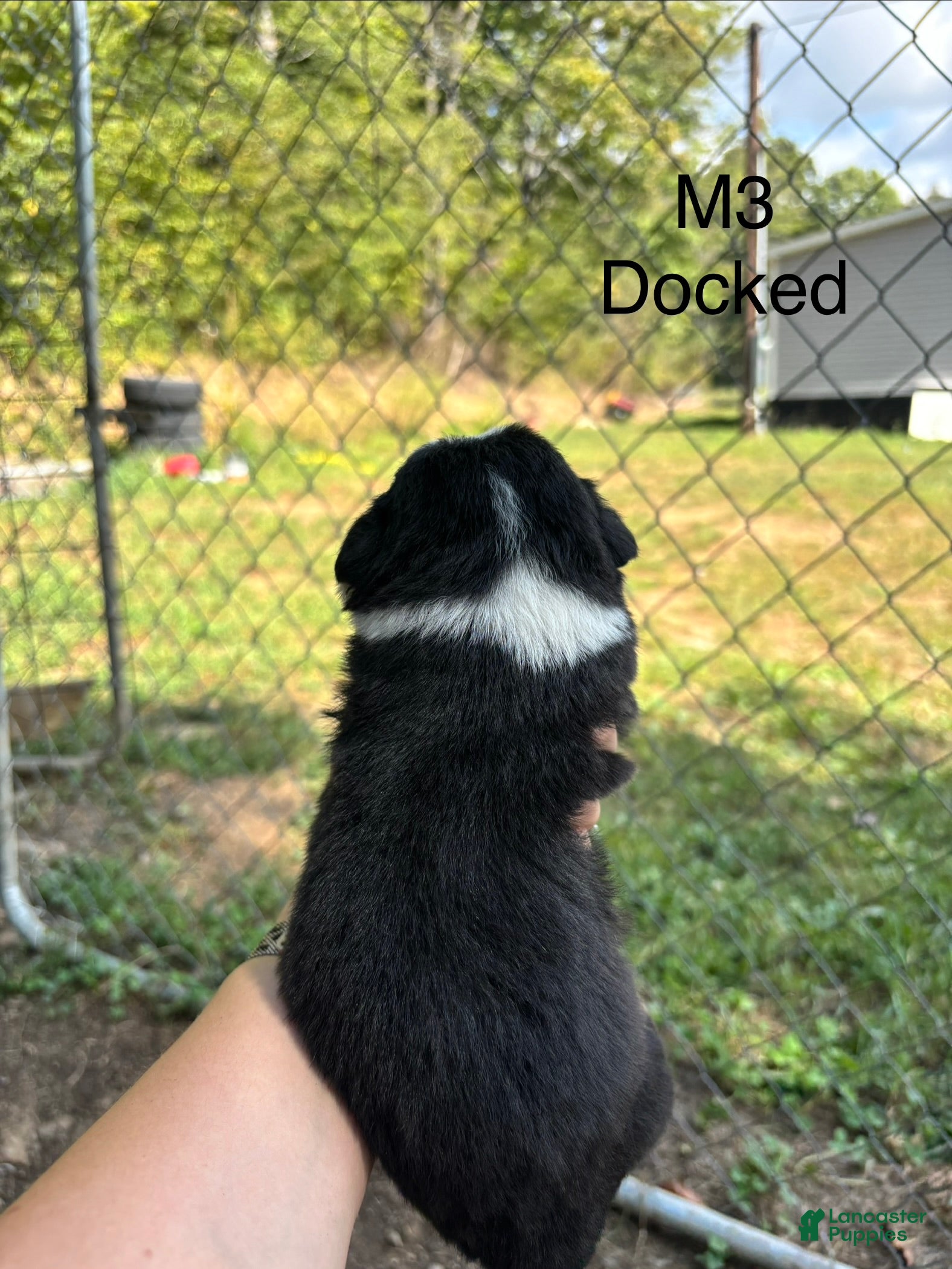 Mixed Breed dogs Mixed Breed 3 - Ad 2