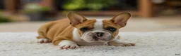 French Bulldog dogs for sale: Oasis – Fawn/White - Ad 12