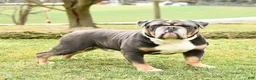 Olde English Bulldogge dogs for sale: Pasha - Ad 5