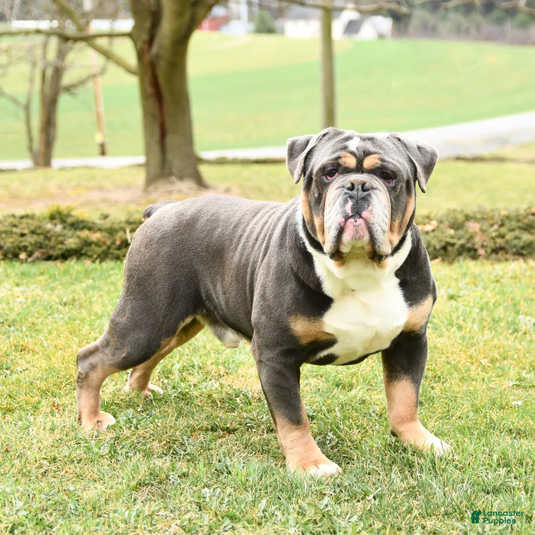 Olde English Bulldogge dogs for sale: Pasha - Ad 5