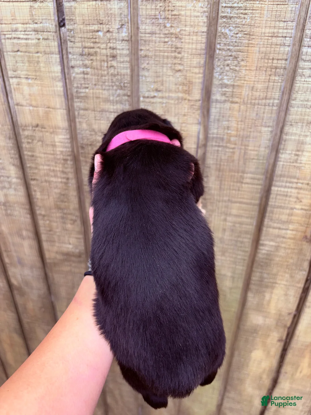 Australian Shepherd dogs for sale: Australian Shepherd Puppy 8 - Ad 2