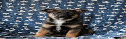 Mixed Breed dogs for sale: Bandit - Ad 2