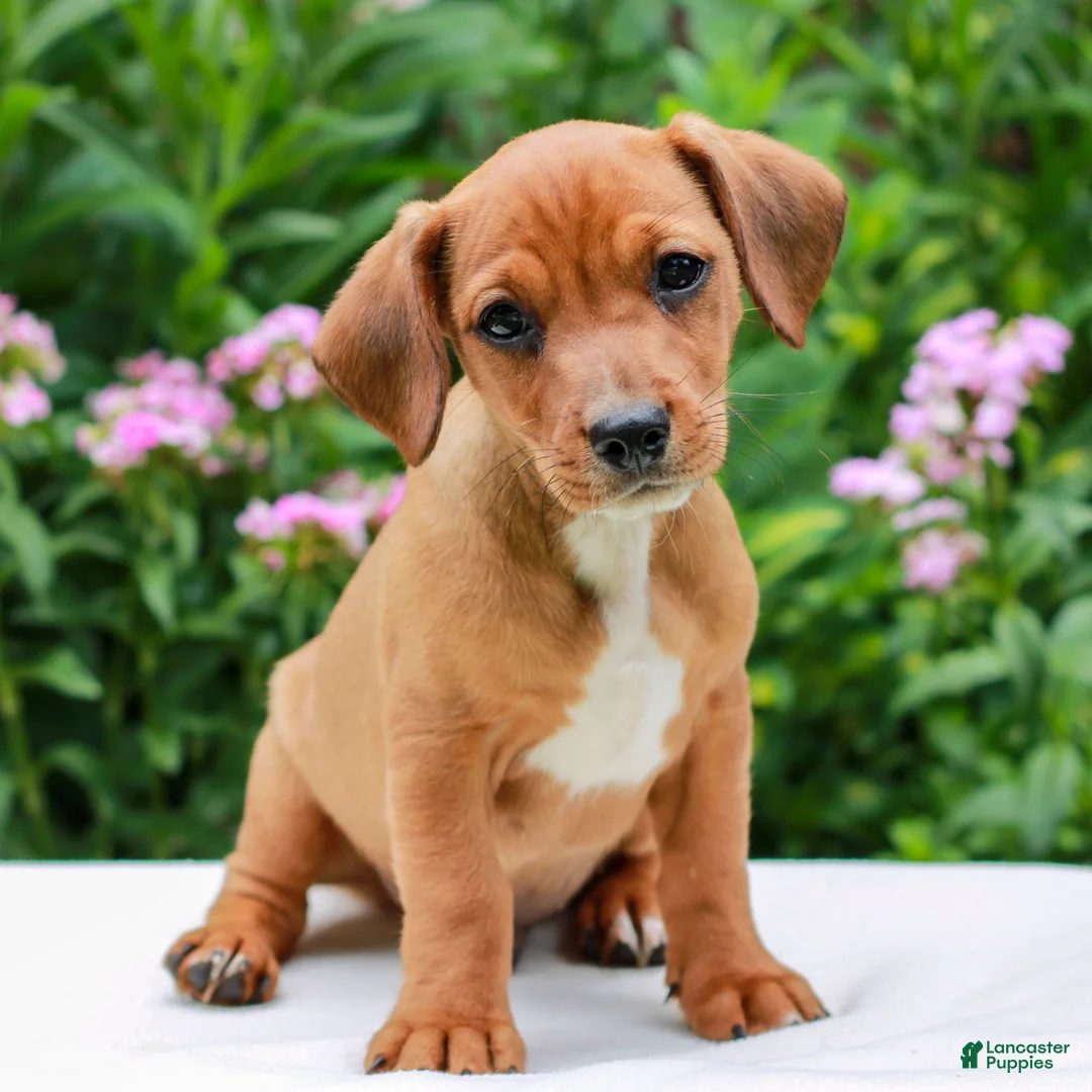 Mixed Breed dogs for sale: Owen  - Ad 1