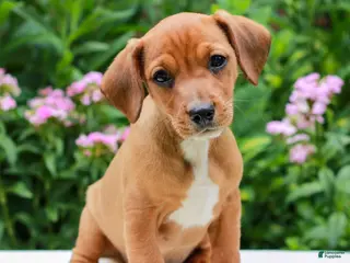 Mixed Breed dogs for sale: Owen - Ad 2