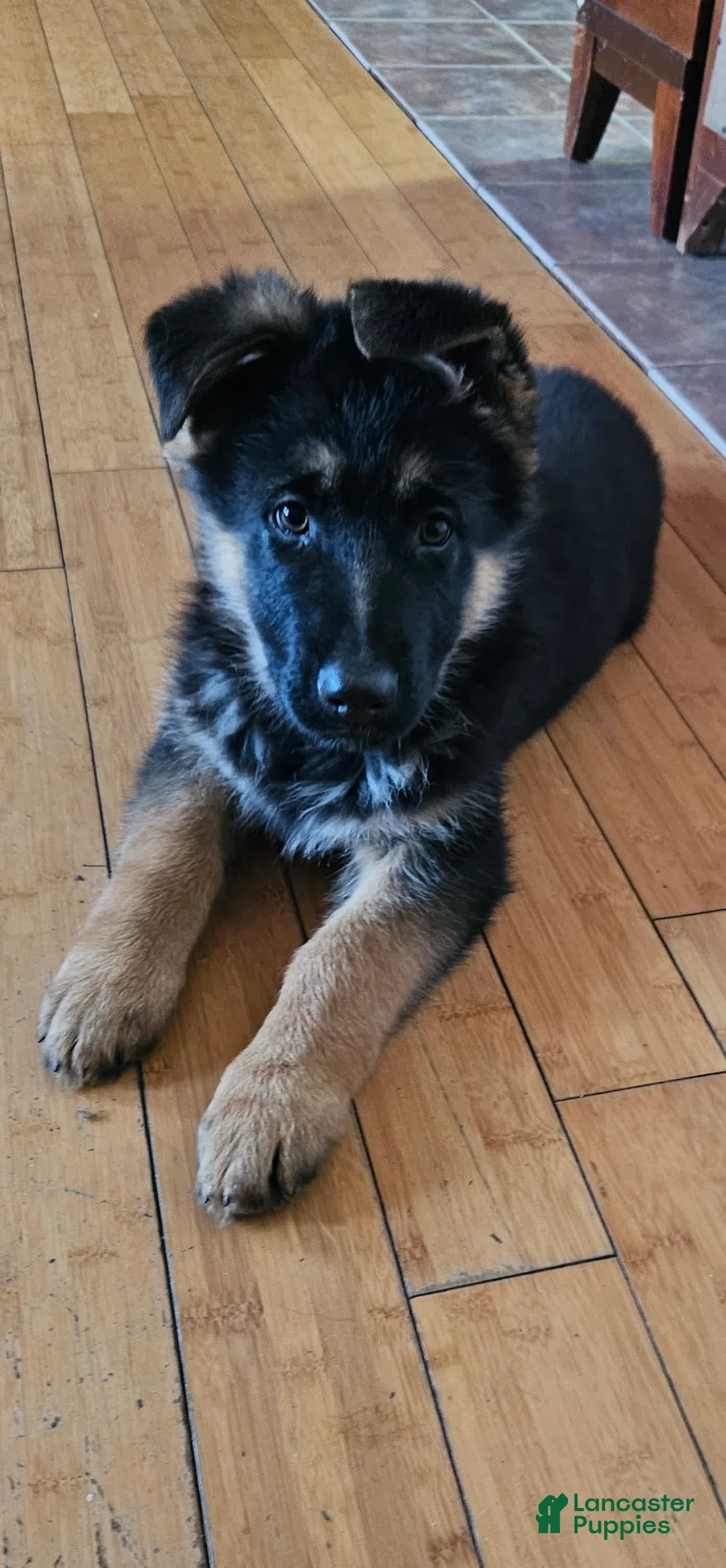 Gallery Image {{count}}