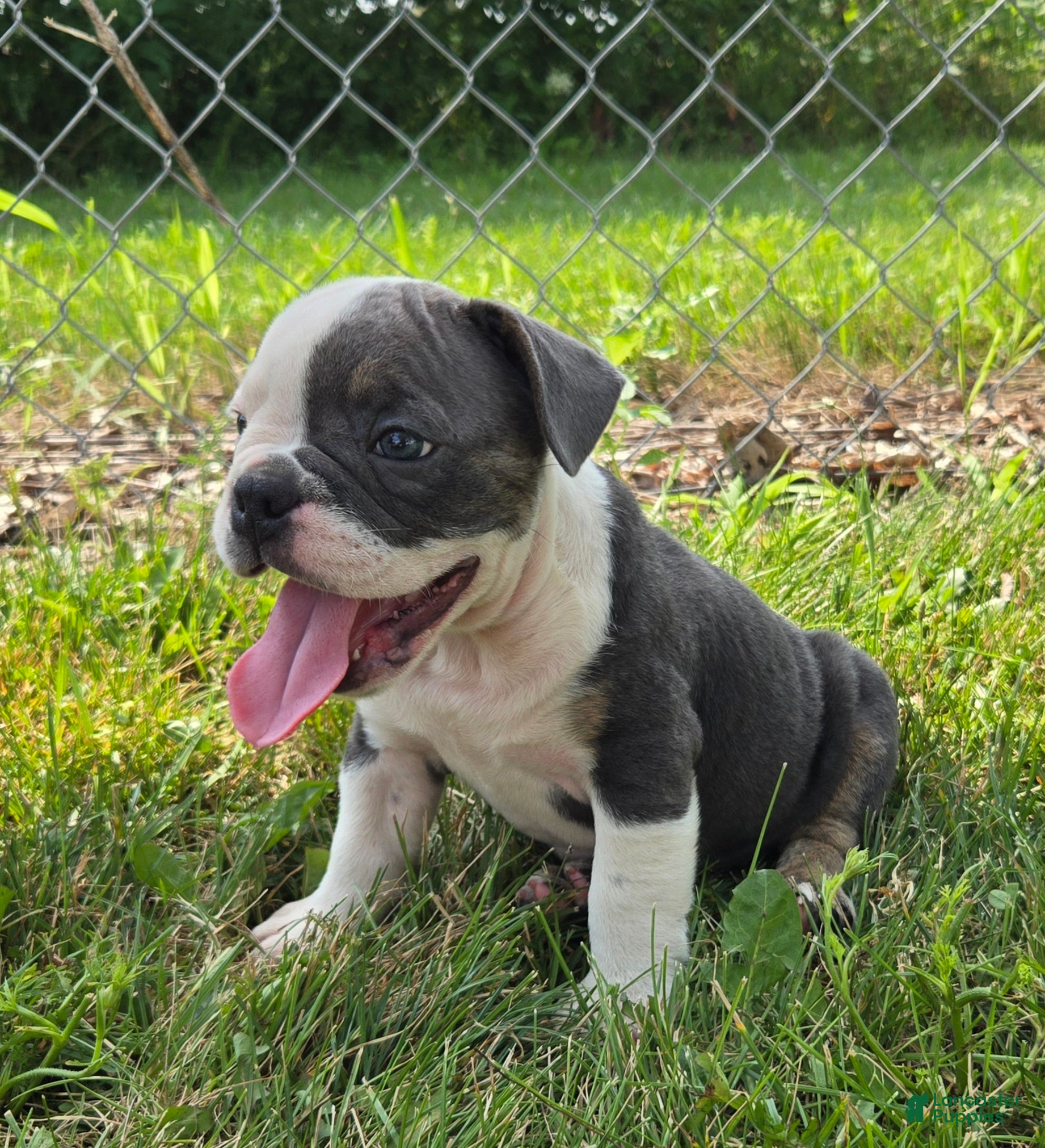 Olde English Bulldogge dogs Skye - Ad 2