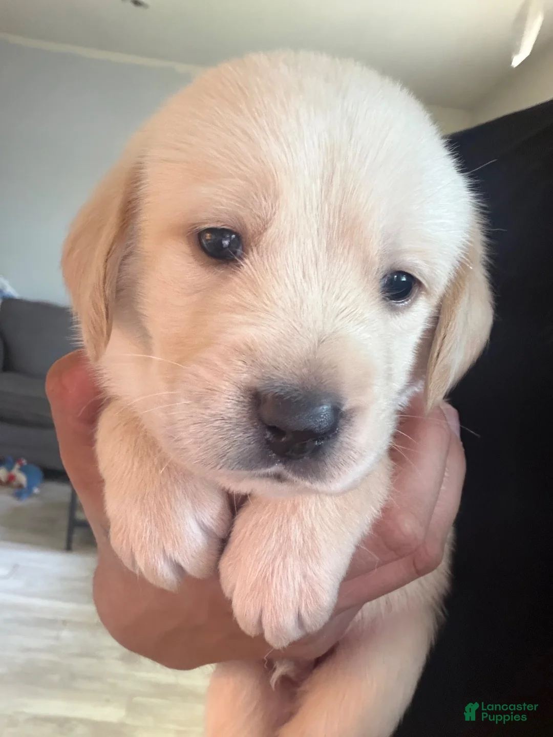 Goldador dogs for sale: Goldador 6 - Ad 1