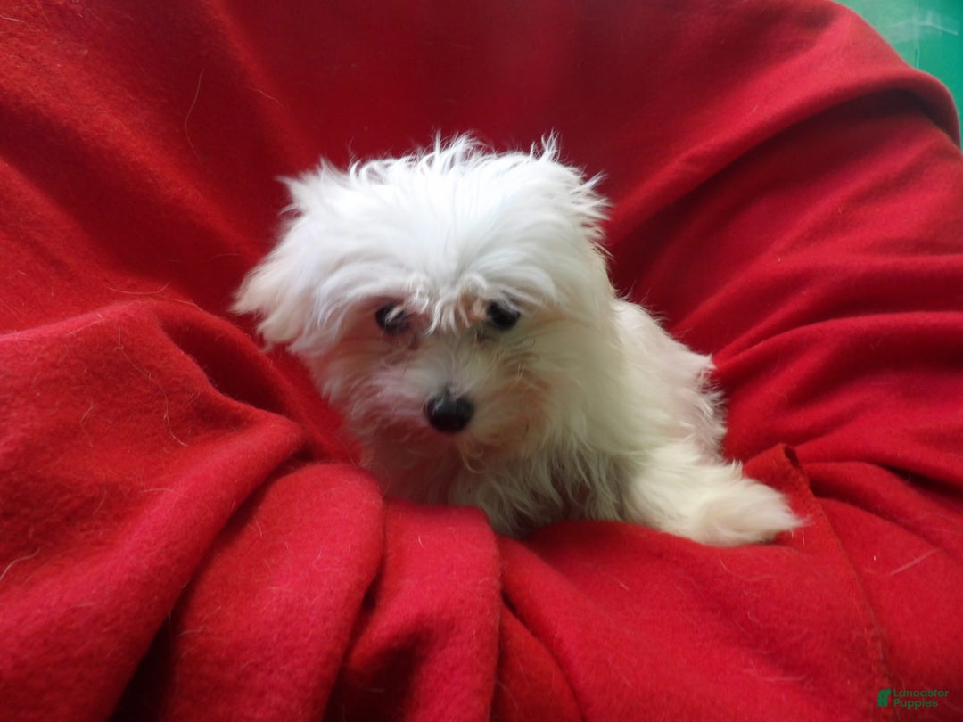 Maltese dogs for sale: Maltese Puppy 4 - Ad 4