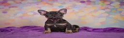 French Bulldog dogs for sale: Brutus - Ad 5