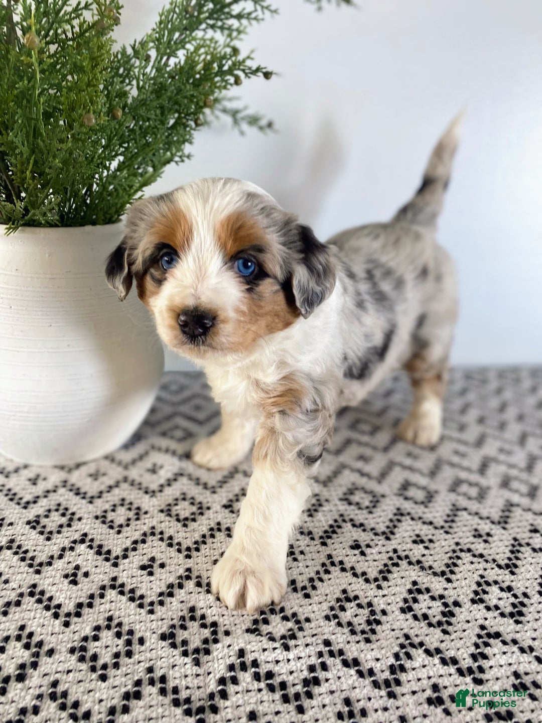 Mini Aussiedoodle dogs for sale: Kimber - Ad 3
