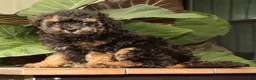 Mini Bernedoodle dogs for sale: Mateo - Ad 8