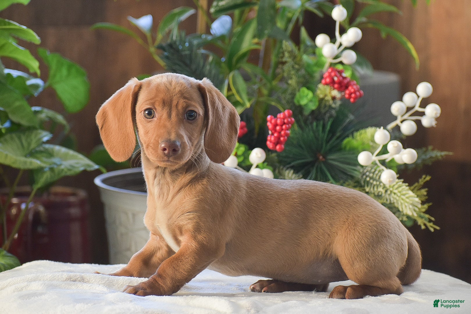 Dachshund dogs Cookie - Ad 14