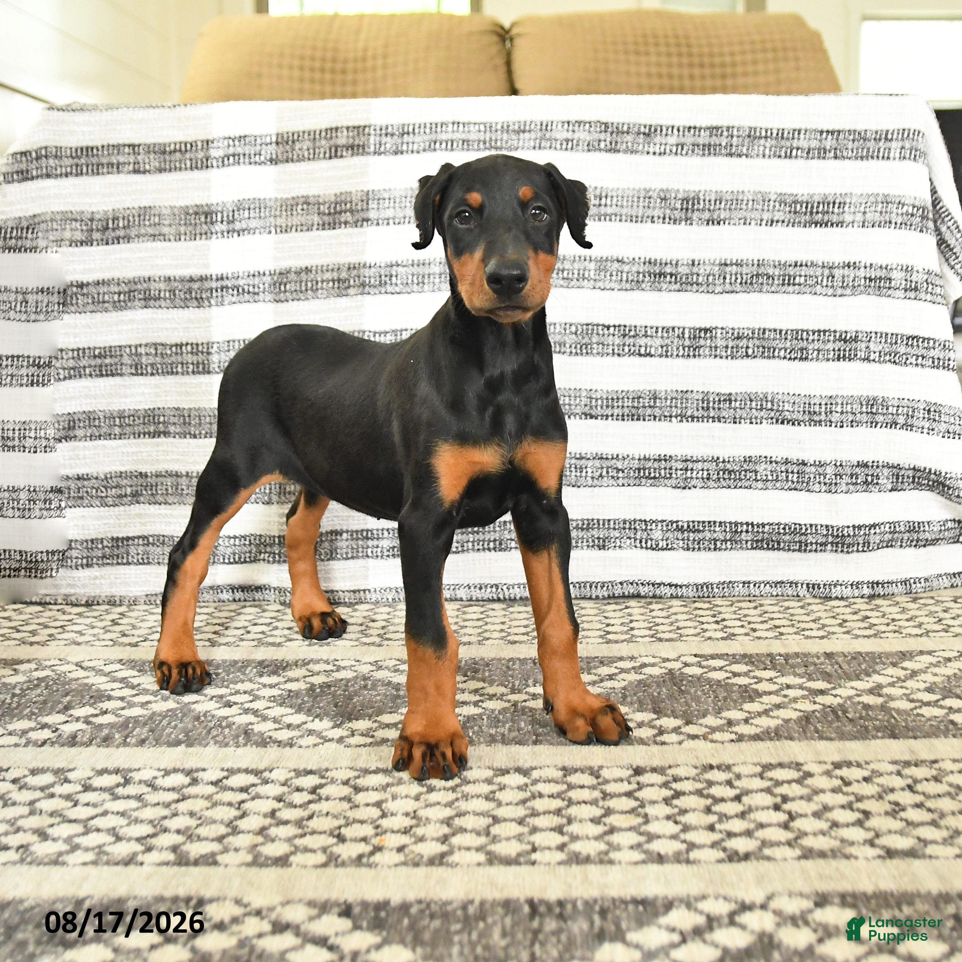Doberman Pinscher dogs Darla - Ad 1