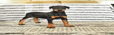 Darla