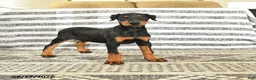 Doberman Pinscher dogs for sale: Darla - Ad 1