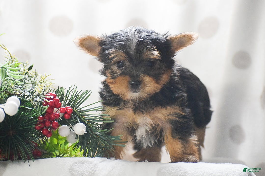 Yorkshire Terrier dogs for sale: Phantom - Ad 1