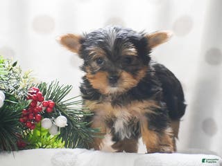 Yorkshire Terrier dogs Phantom - Ad 32
