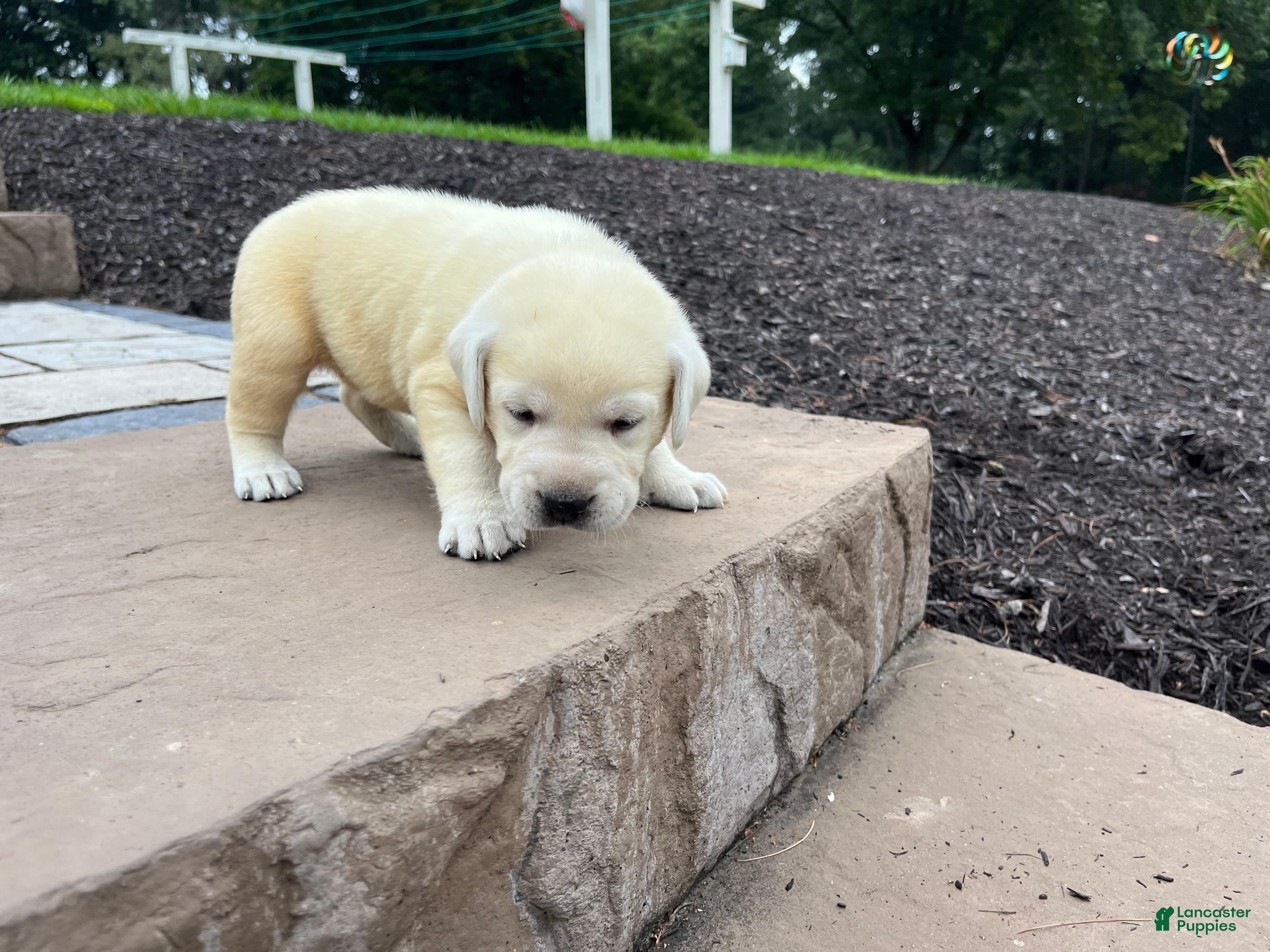 Labrador Retriever dogs Olivia - Ad 2