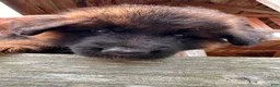 German Shepherd dogs for sale: Zeus - Ad 11