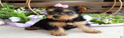 Yorkshire Terrier dogs for sale: Ava - Ad 7